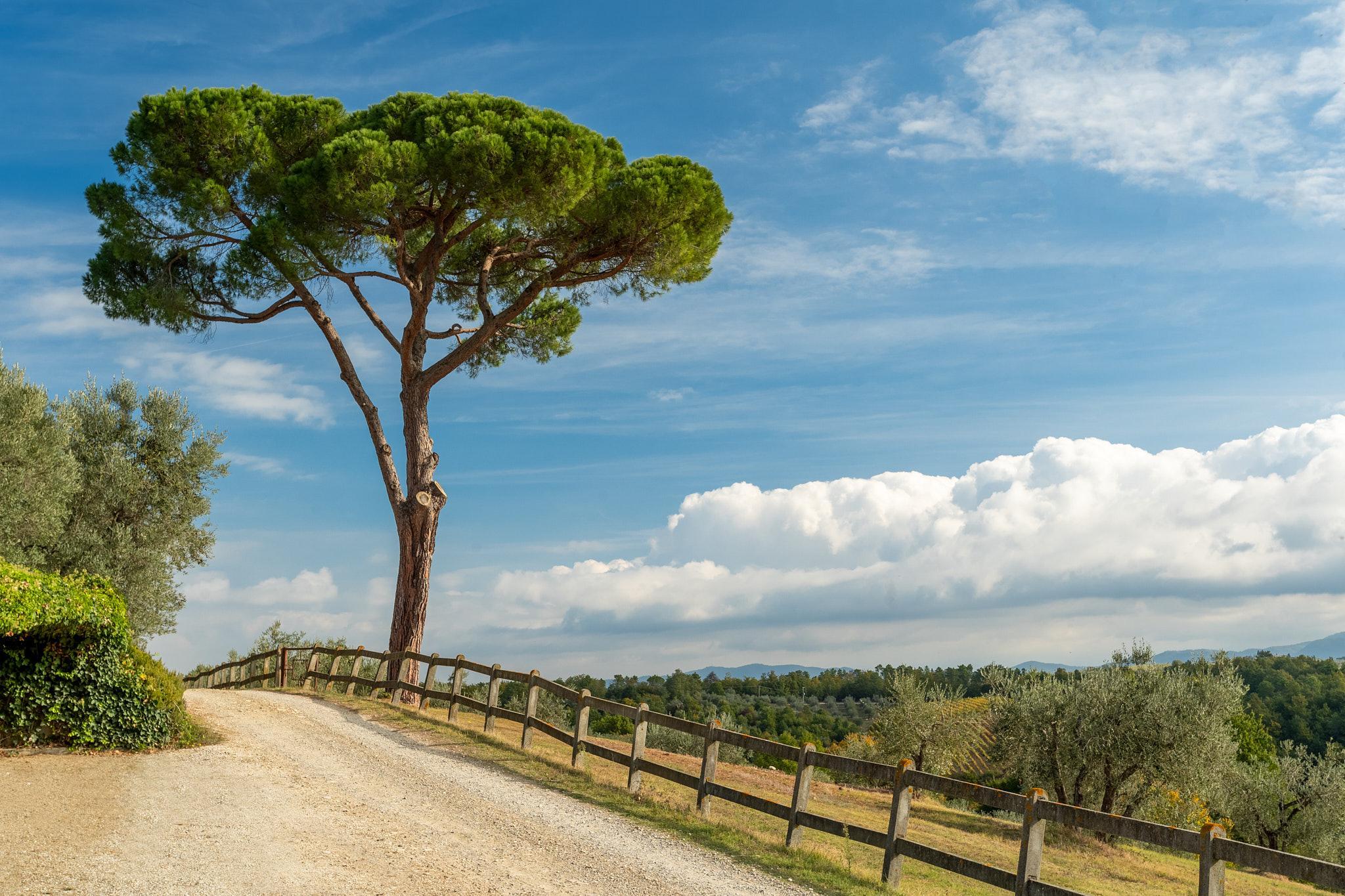 Alojamento de Turismo Rural Fattoria La Loggia